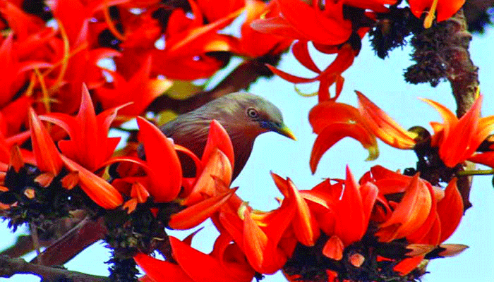 `ফাগুনের মোহনায় মন মাতানো মহুয়ায়...' আজ বসন্ত