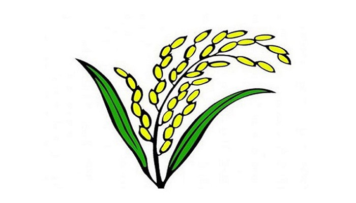ধানের শীষ প্রতীক নিয়ে লড়বে ঐক্যফ্রন্ট