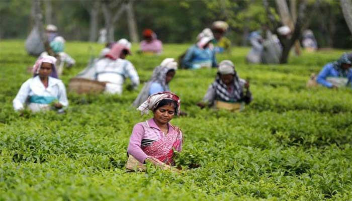 রাজনগরের চা শ্রমিকরা বিশেষ বরাদ্দের প্রাপ্তি থেকে বঞ্চিত