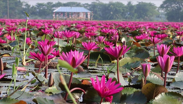 লাল শাপলার বিল সাতলা-বাগধা