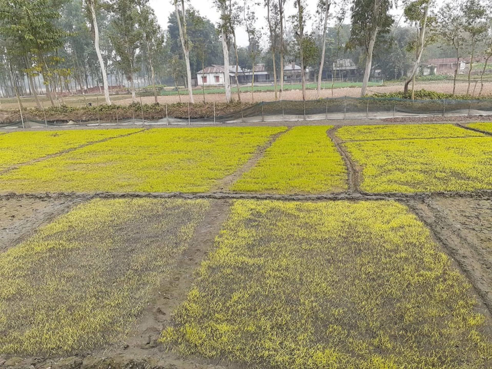 শীতের থাবায় হলুদ বর্ণ বীজতলা