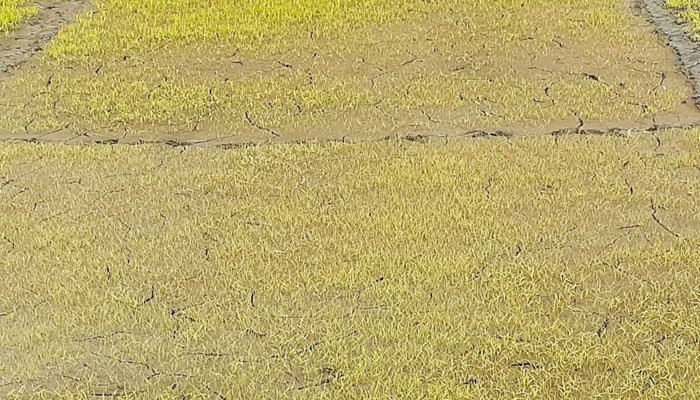 শীতের থাবায় হলুদ বর্ণ বীজতলা