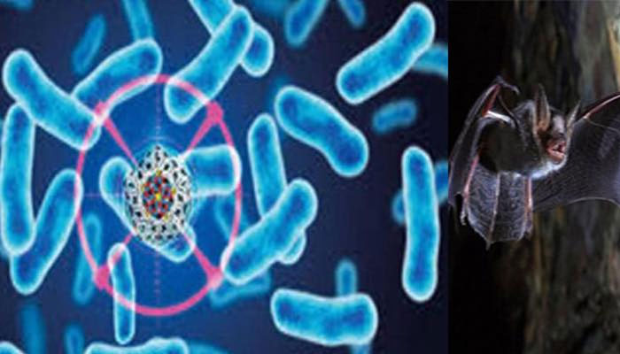 মহামারির কারণ হতে পারে নিপাহ ভাইরাস