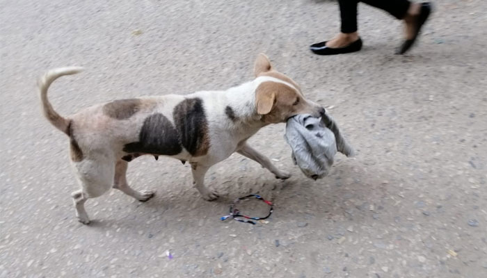 বাচ্চাদের জন্য শীতের কাপড় কুড়িয়ে নিল মা কুকুর