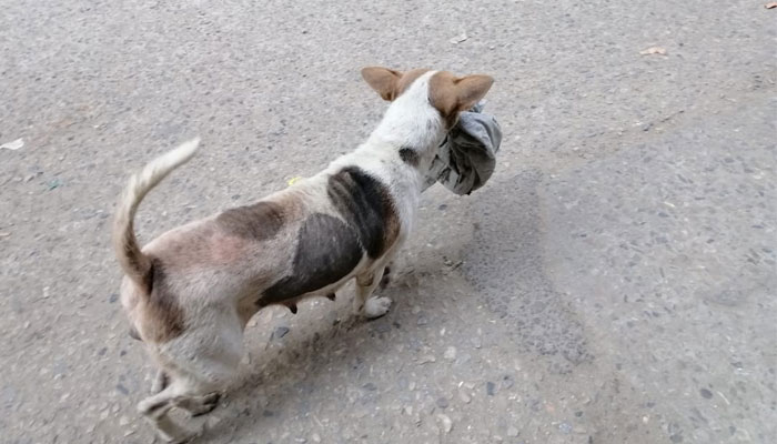 বাচ্চাদের জন্য শীতের কাপড় কুড়িয়ে নিল মা কুকুর