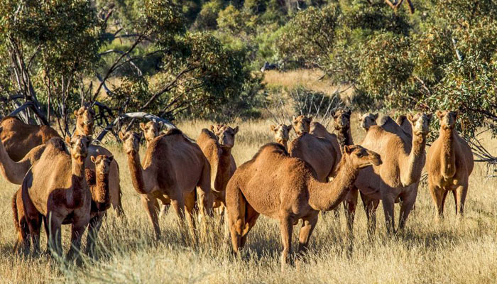 পানি সংকটে ১০ হাজার উট মারবে আস্ট্রেলিয়া