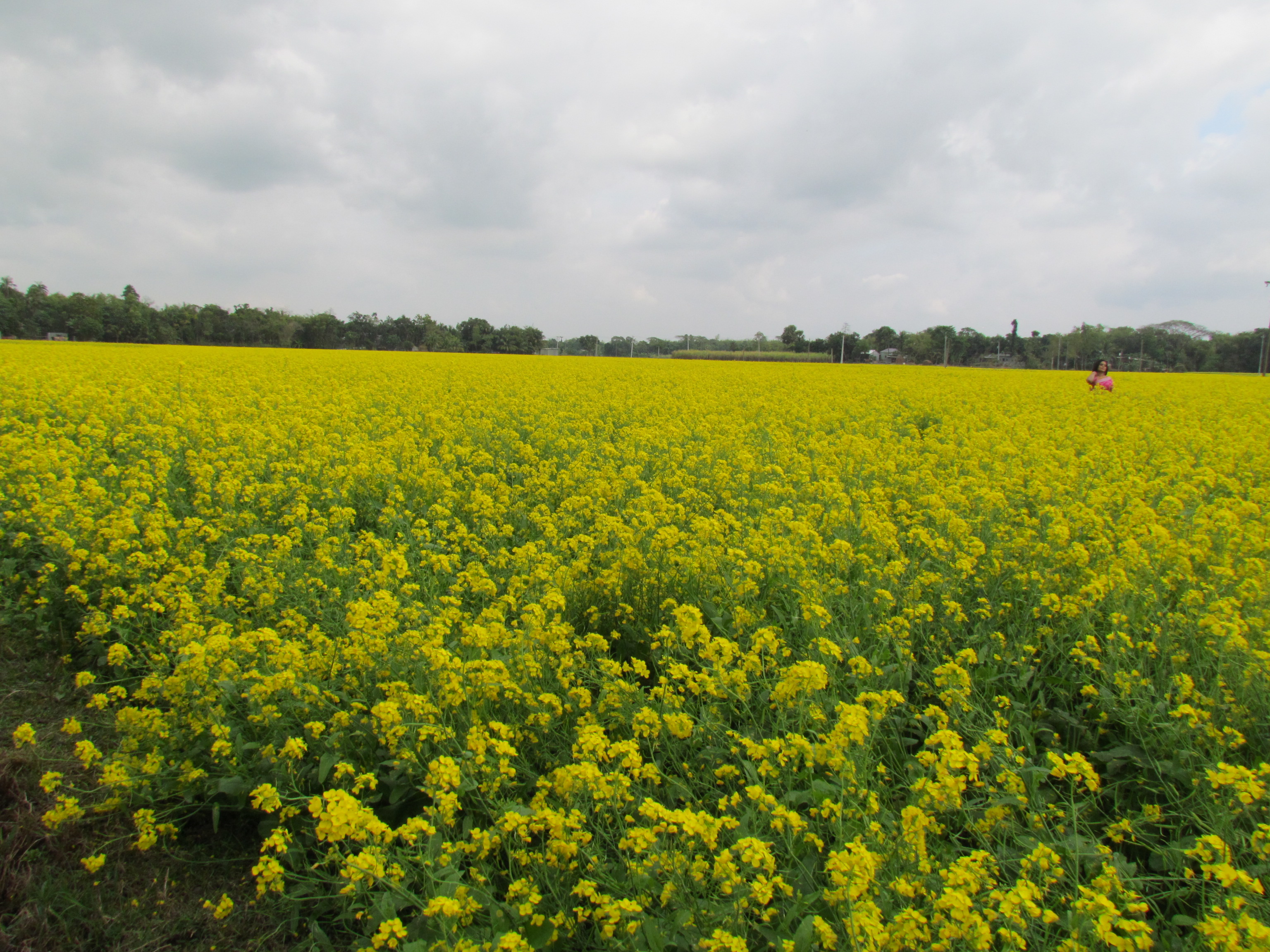 হারিয়ে যেতে পারেন হলুদ সমুদ্রে...