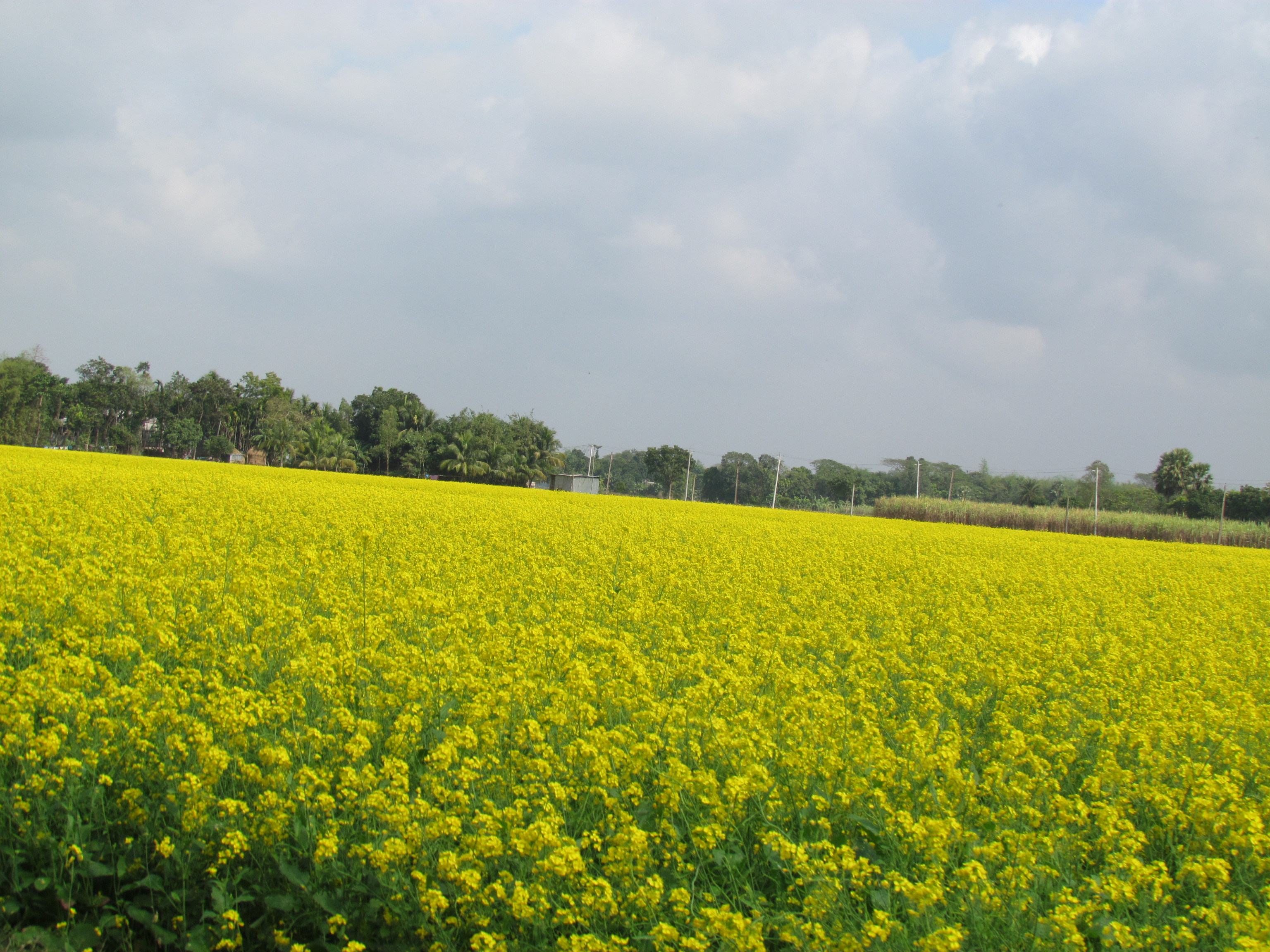 হারিয়ে যেতে পারেন হলুদ সমুদ্রে...