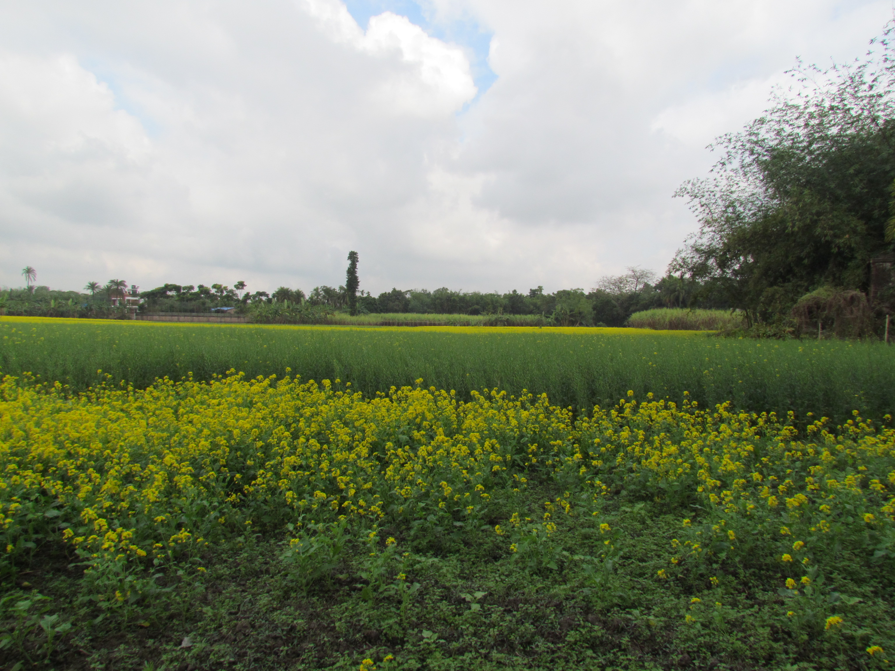 হারিয়ে যেতে পারেন হলুদ সমুদ্রে...
