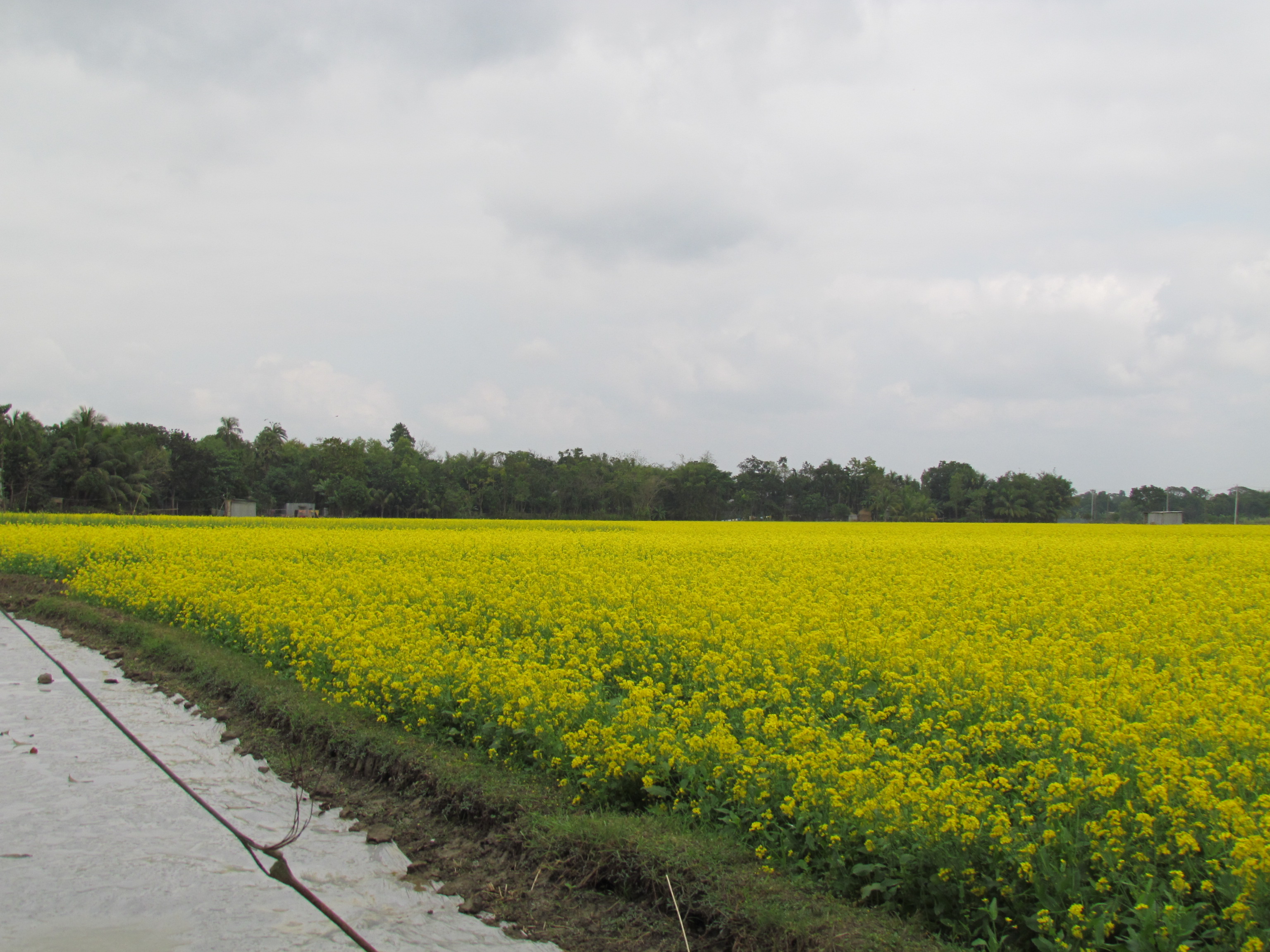 হারিয়ে যেতে পারেন হলুদ সমুদ্রে...