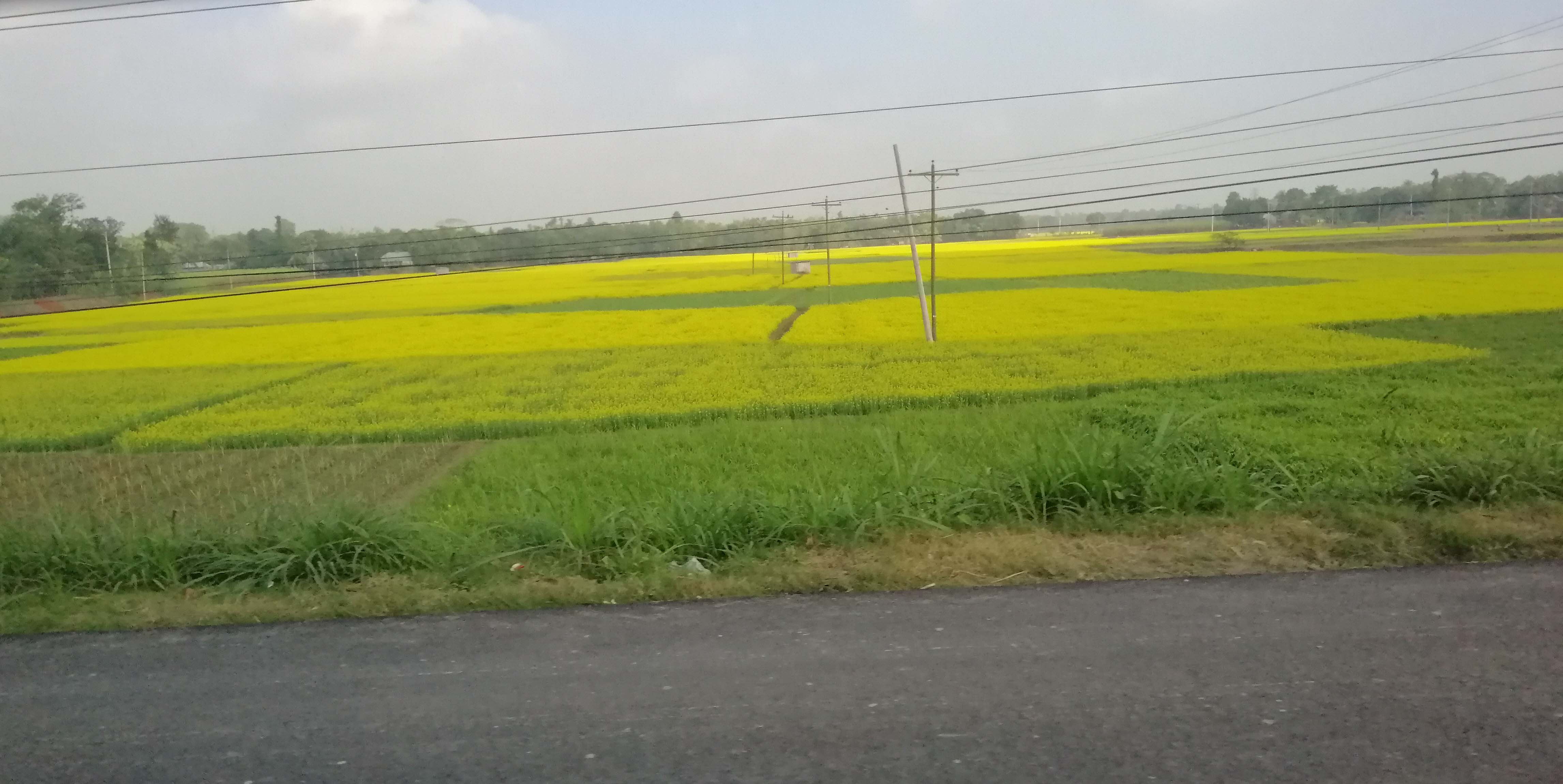 হারিয়ে যেতে পারেন হলুদ সমুদ্রে...