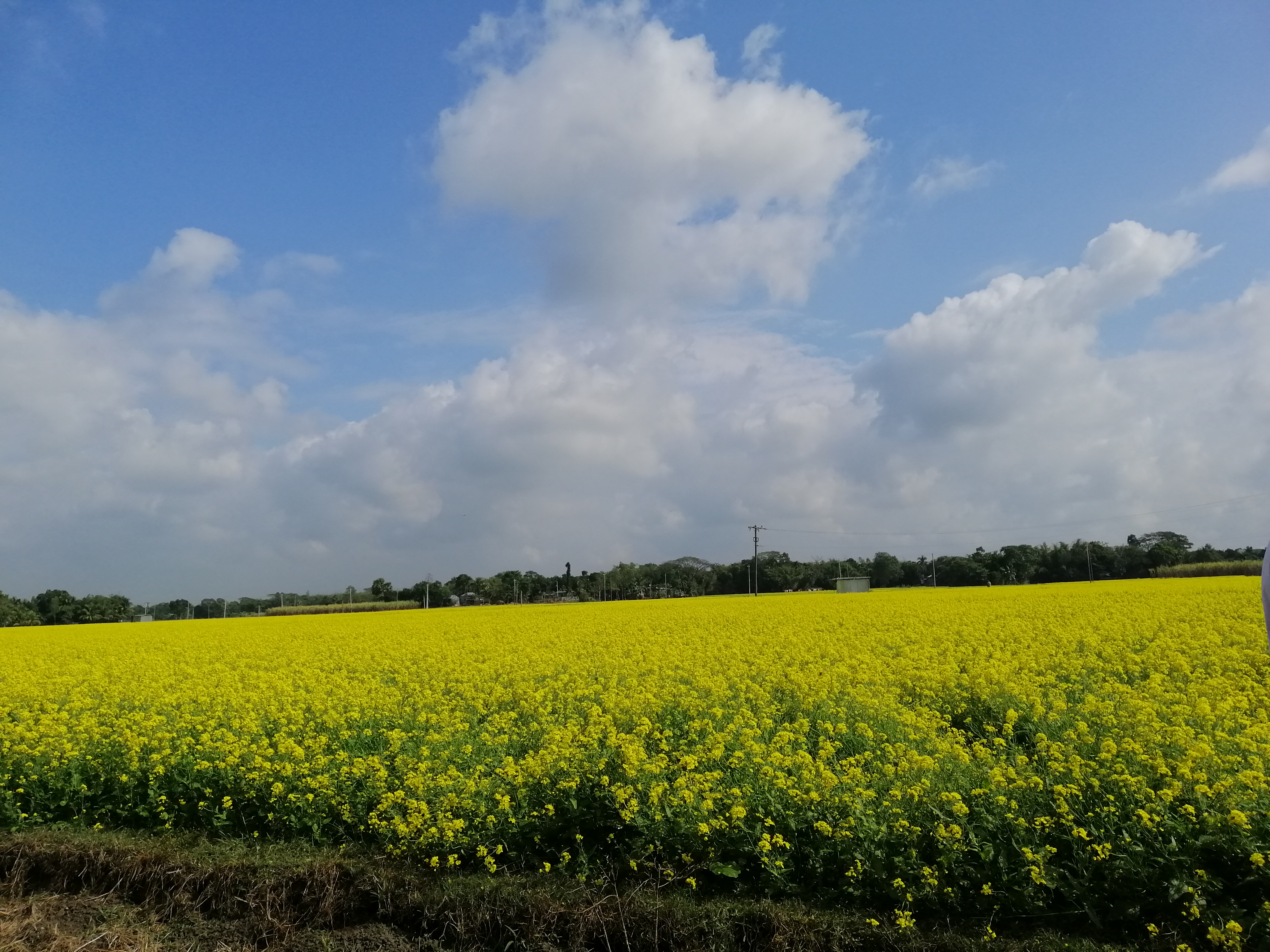 হারিয়ে যেতে পারেন হলুদ সমুদ্রে...