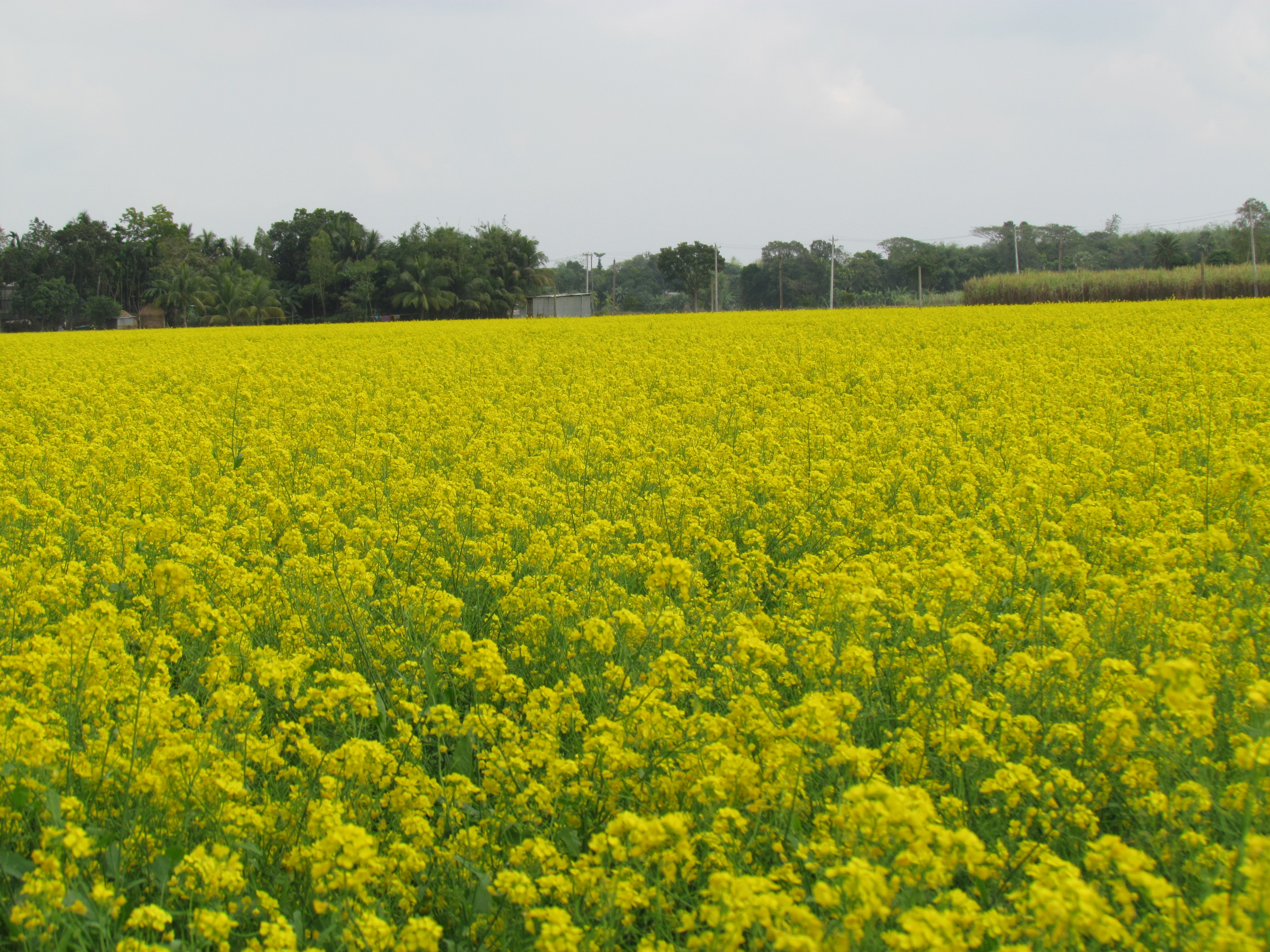 হারিয়ে যেতে পারেন হলুদ সমুদ্রে...