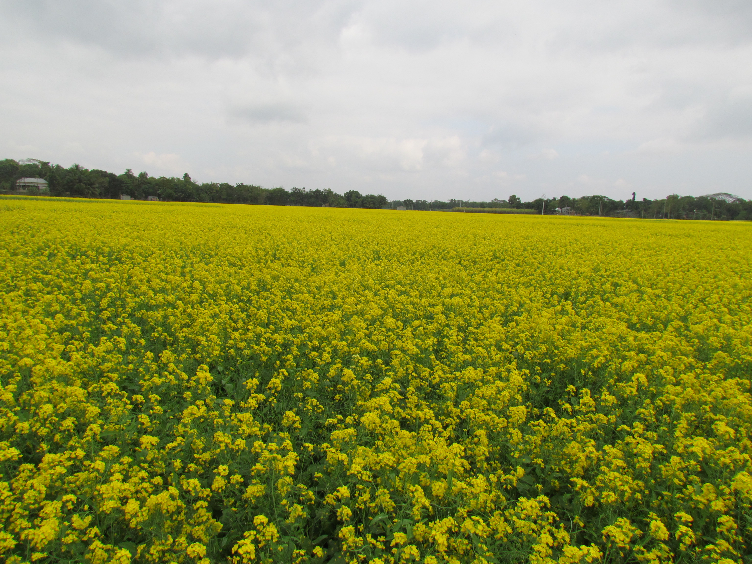 হারিয়ে যেতে পারেন হলুদ সমুদ্রে...