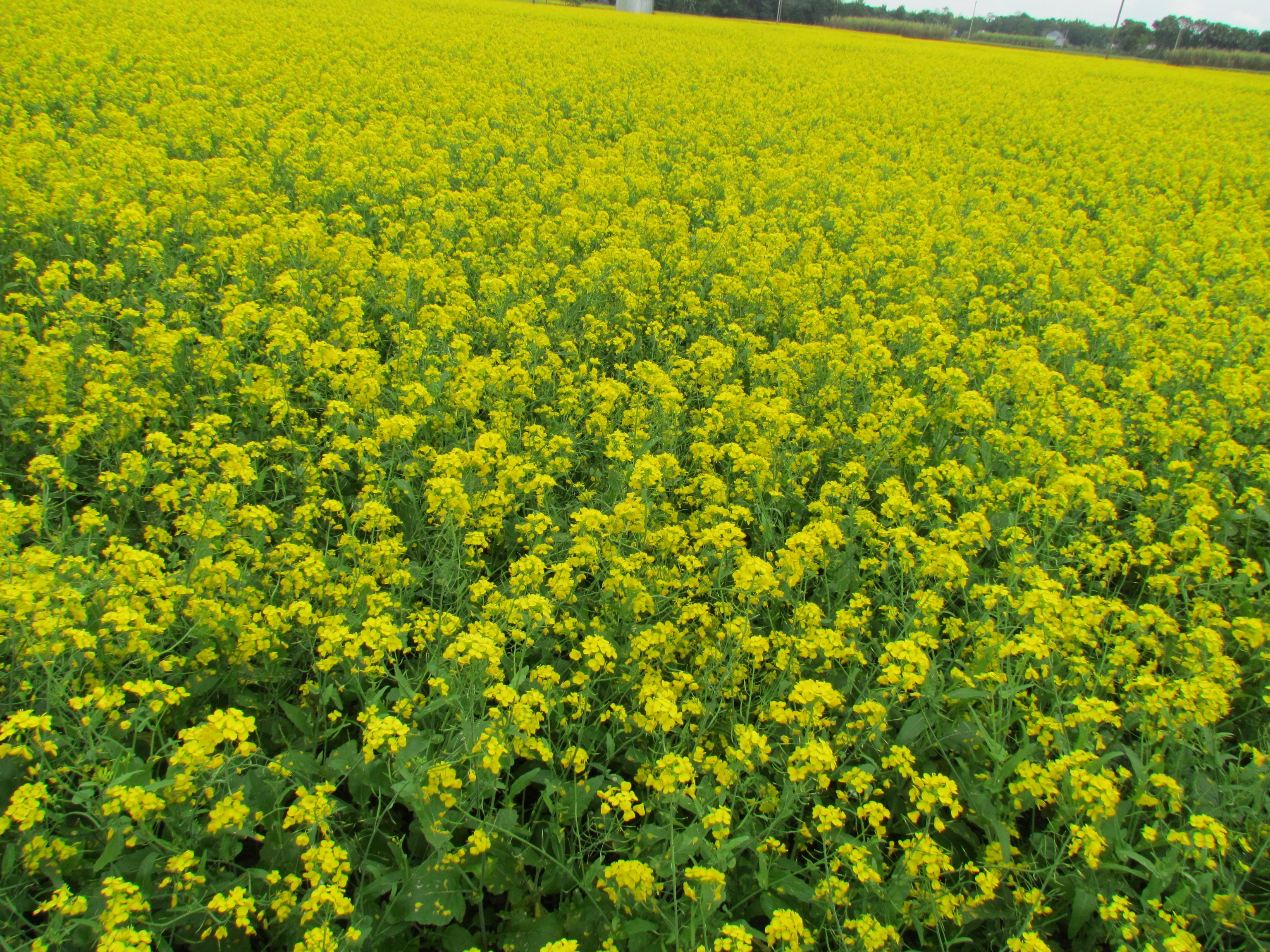 হারিয়ে যেতে পারেন হলুদ সমুদ্রে...