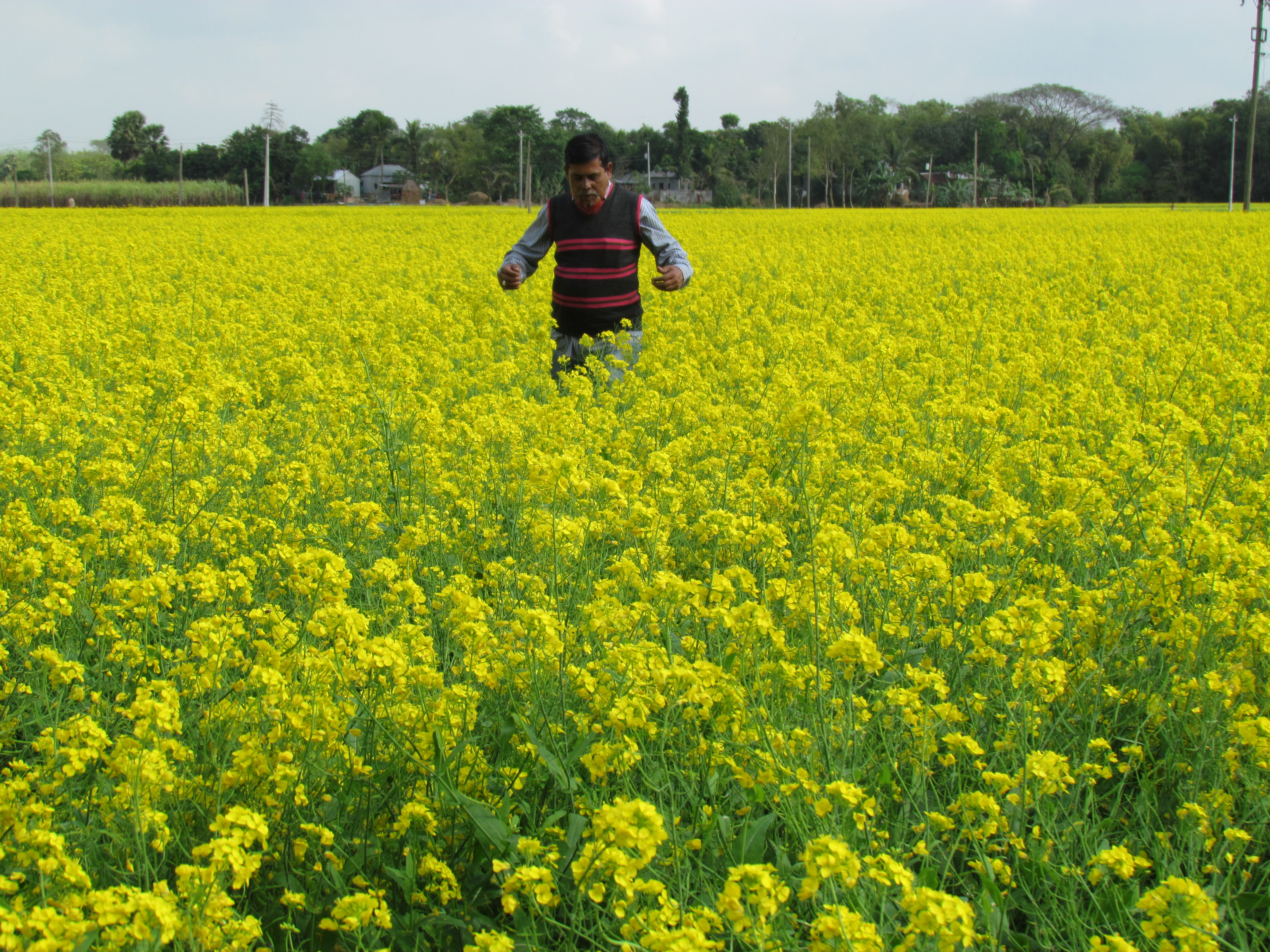 হারিয়ে যেতে পারেন হলুদ সমুদ্রে...