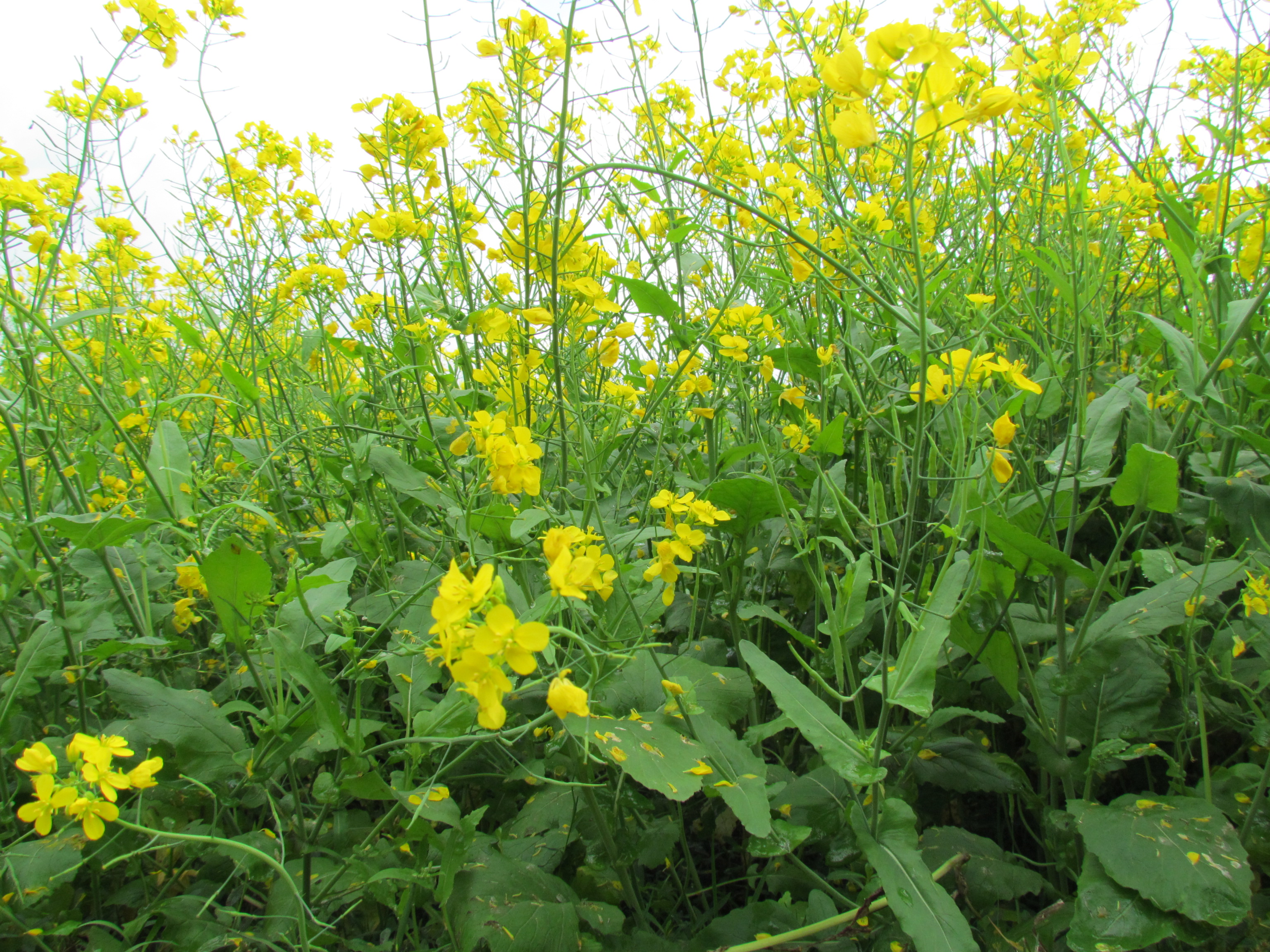 হারিয়ে যেতে পারেন হলুদ সমুদ্রে...