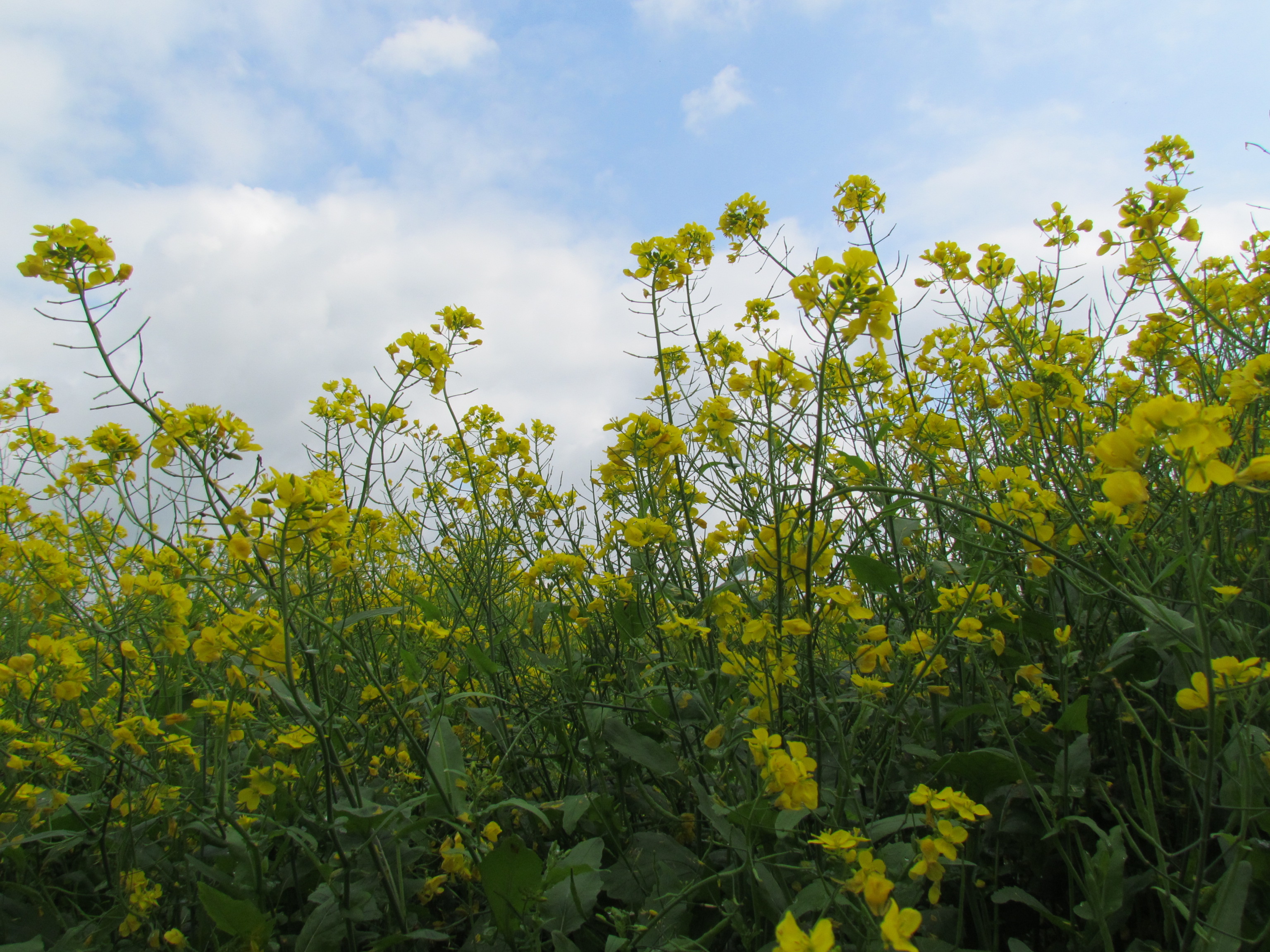 হারিয়ে যেতে পারেন হলুদ সমুদ্রে...