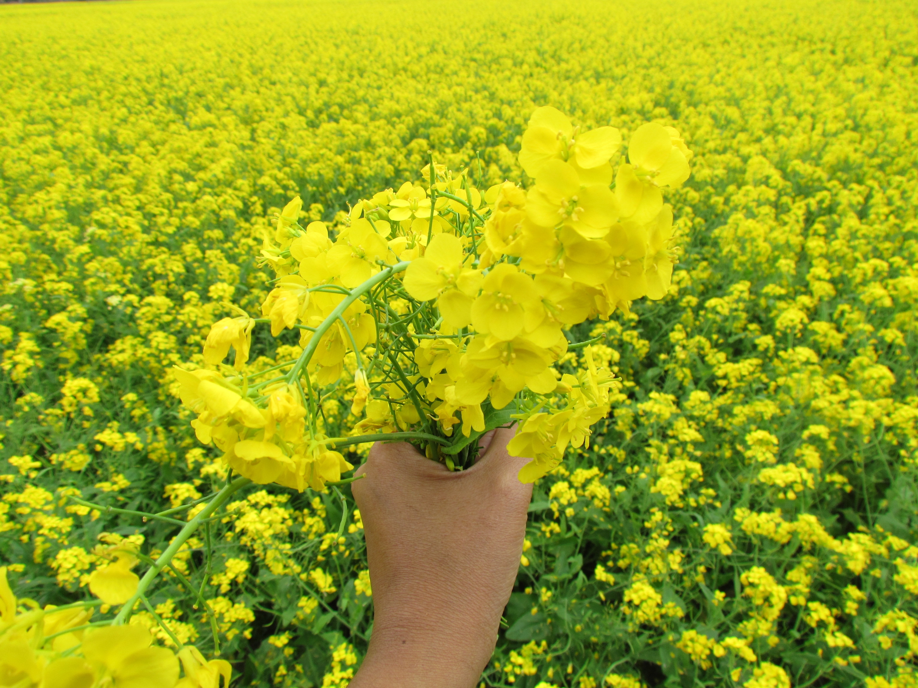 হারিয়ে যেতে পারেন হলুদ সমুদ্রে...