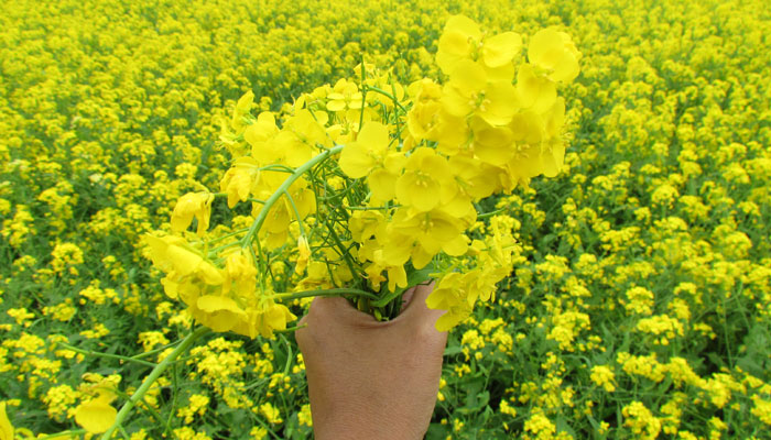 হারিয়ে যেতে পারেন হলুদ সমুদ্রে...