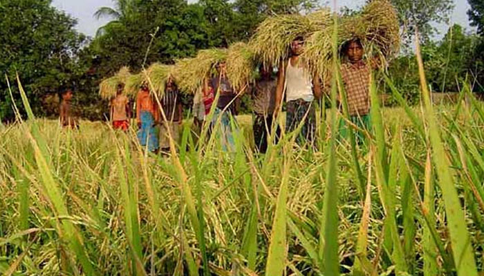 কৃষির হালচাল ও উত্তরণের উপায়