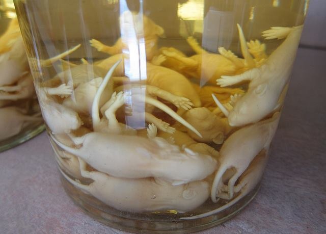 কি বিচিত্র উদ্ভট চীনা খাবার!