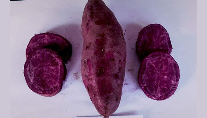 এন্টিওক্সিডেন্ট সমৃদ্ধ ‘পার্পল স্টার’ উদ্ভাবন