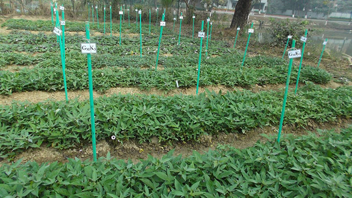 এন্টিওক্সিডেন্ট সমৃদ্ধ ‘পার্পল স্টার’ উদ্ভাবন