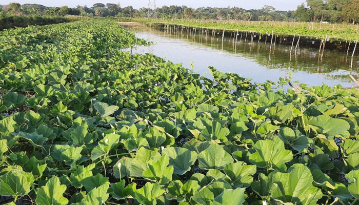 মৎস্য ঘেরের উপর সবজি চাষে কৃষকের ভাগ্য বদল