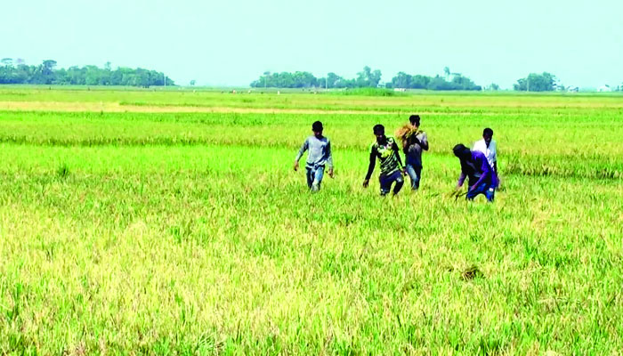 শ্রমিক সংকটে দুশ্চিন্তায় কৃষকরা