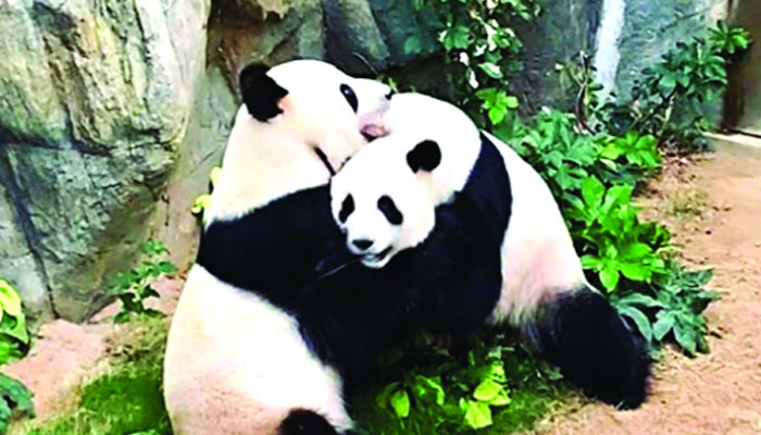 লকডাউনের নীরবতায় দুই পান্ডার মিলন