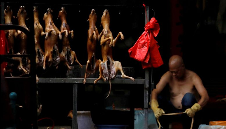 করোনায় এবার চীনে কুকুর-বিড়াল খাওয়া নিষিদ্ধ