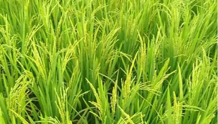 মাঠ ভরে ইরি-বোরো ধানের সবুজ সমারোহ