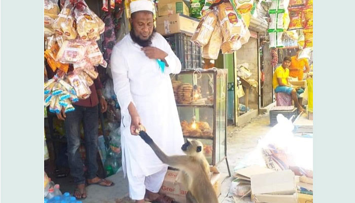 খাবারের সন্ধানে লোকালয়ে হনুমান