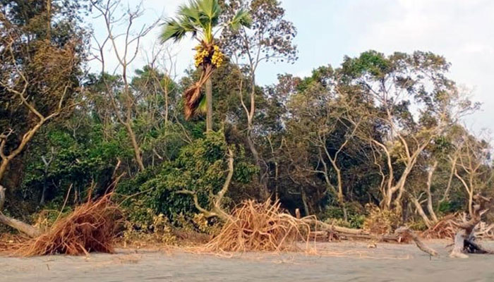 আমফানে লণ্ডভণ্ড কুয়াকাটা উপকূলের বনাঞ্চল