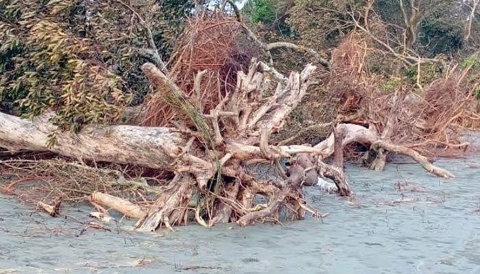 আমফানে লণ্ডভণ্ড কুয়াকাটা উপকূলের বনাঞ্চল