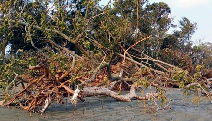 আমফানে লণ্ডভণ্ড কুয়াকাটা উপকূলের বনাঞ্চল