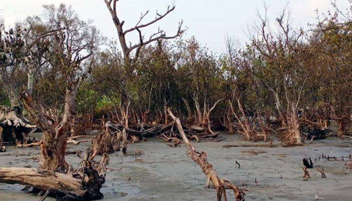 আমফানে লণ্ডভণ্ড কুয়াকাটা উপকূলের বনাঞ্চল