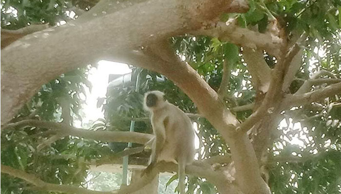 খাবারের সন্ধানে লোকালয়ে হনুমান