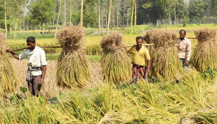 স্বপ্ন ঘরে তুলছেন কৃষক