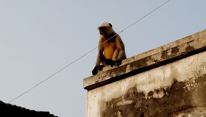 দলছুট হনুমানকে দেখতে দলবেঁধে মানুষের ভিড়