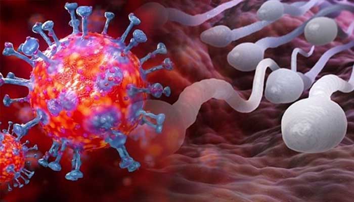 পুরুষের বীর্যে প্রভাব ফেলে করোনাভাইরাস!