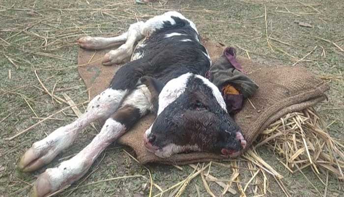 কুড়িগ্রামে দুই মাথা ও চার চোখ বিশিষ্ট বাছুর