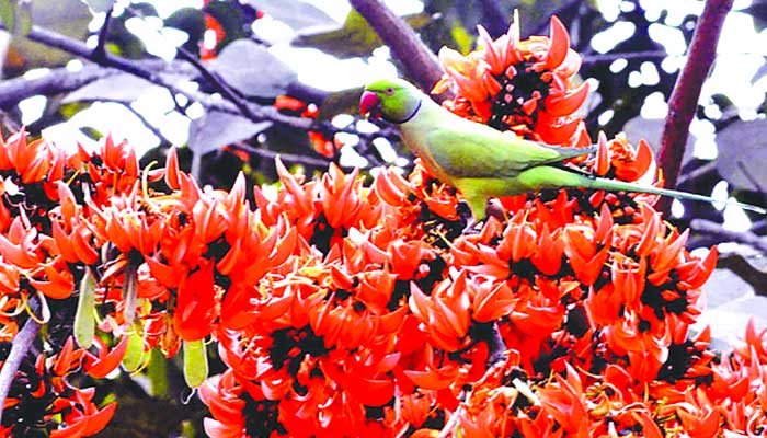 বসন্তে বাংলার প্রকৃতি