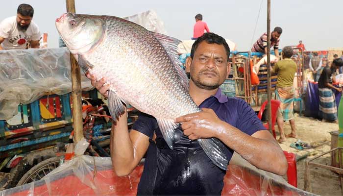 জামাই এলেন শ্বশুরবাড়ি, সঙ্গে ২০ হাজার টাকার আইড় মাছ