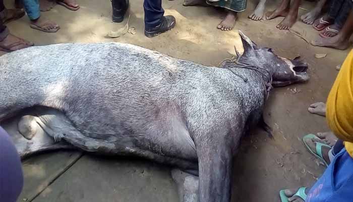 বিলুপ্ত প্রজাতির নীলগাইটিকে মেরে ফেলল স্থানীয়রা