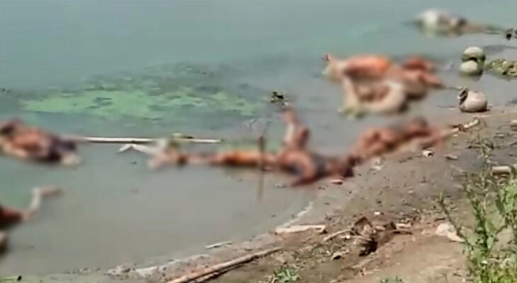 ভারতের নদীতে ভাসছে অগণন লাশ, খাচ্ছে শেয়াল-কুকুরে