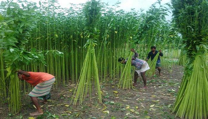 পাট থেকে নতুন অ্যান্টিবায়োটিকের সন্ধান পেলেন দেশের বিজ্ঞানীরা