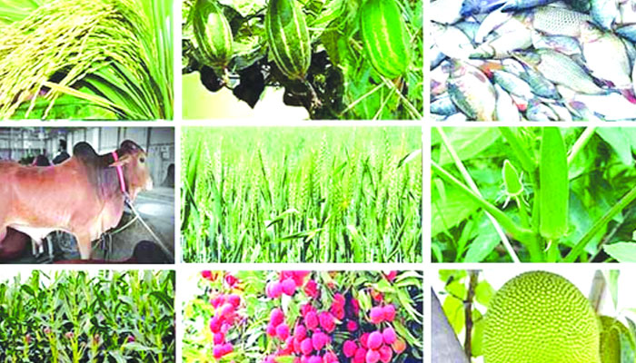 কৃষির সম্ভাবনা, সমস্যা ও প্রতিকার