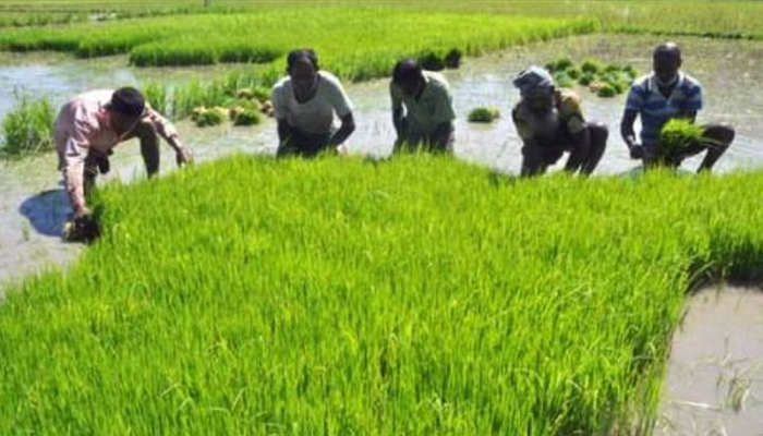 ২৭ টাকায় আমন ধান ও ৪০ টাকায় চাল কিনবে সরকার